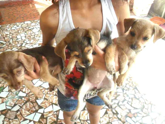Cachorro ra a Vira Lata idade 2 a 6 meses nome Mel, Pietra, Ludy