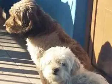 Cachorro ra a Lhasa apso idade 2 anos nome Titico