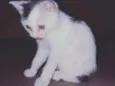 Diana