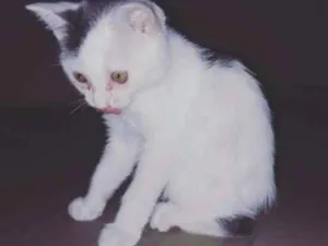 Gato raça Indefinida idade 2 a 6 meses nome Diana