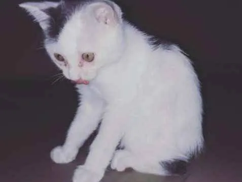 Gato ra a Indefinida idade 2 a 6 meses nome Diana
