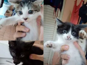 Gato raça  idade 2 a 6 meses nome filhotes