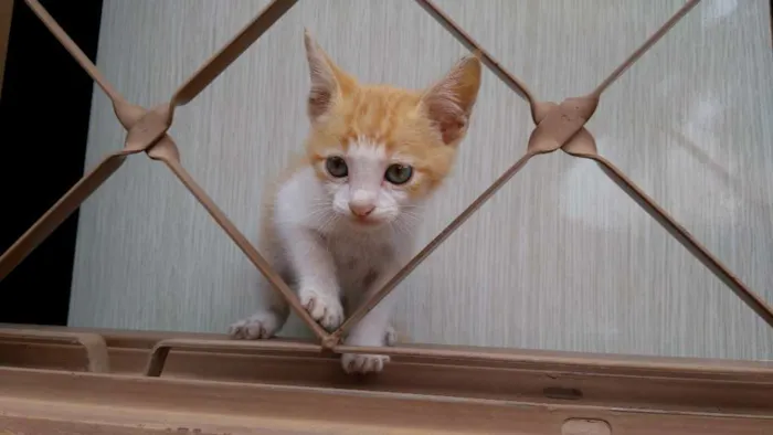 Gato ra a Sem raça idade 2 a 6 meses nome Não tem nome 