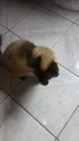 Rosa, miau, branquin