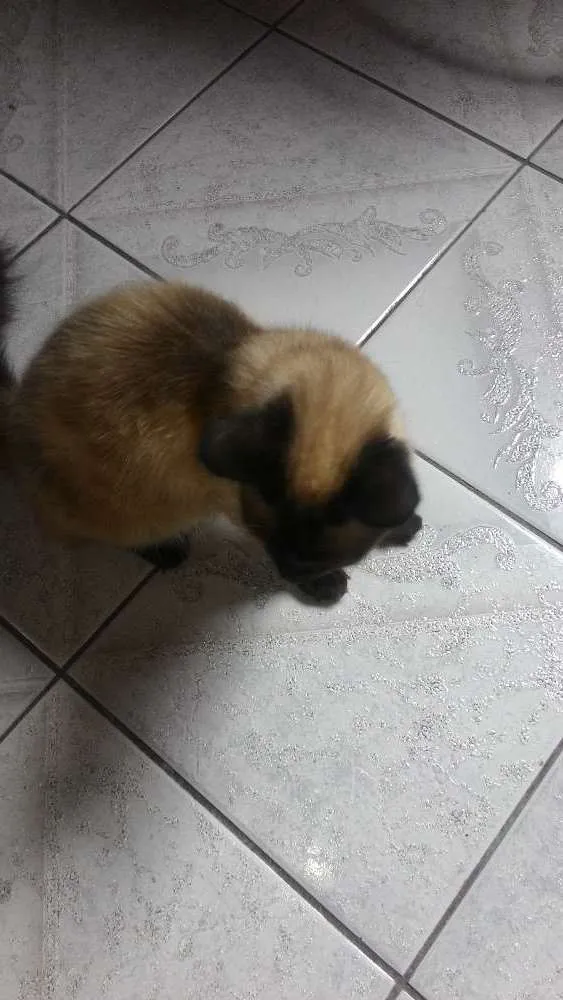Gato ra a Siamês idade 7 a 11 meses nome Rosa, miau, branquin