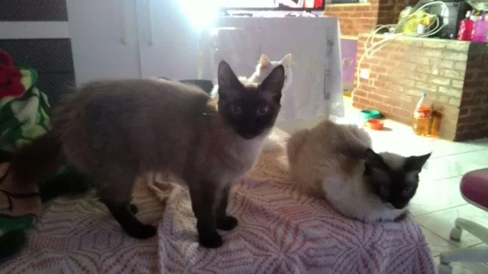 Gato ra a Siames idade 7 a 11 meses nome Rosa