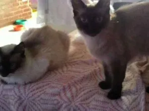 Gato raça Siames idade 7 a 11 meses nome Rosa