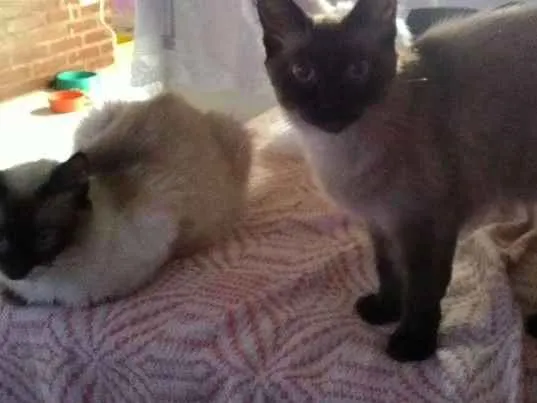 Gato ra a Siames idade 7 a 11 meses nome Rosa