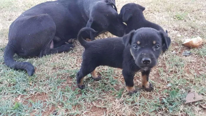 Cachorro raça Sem raça definida idade 2 anos nome Pretinha