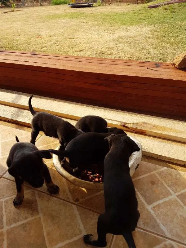 Cachorro raça Sem raça definida idade 2 anos nome Pretinha