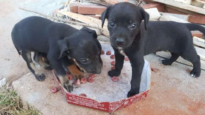 Cachorro raça Sem raça definida idade 2 anos nome Pretinha
