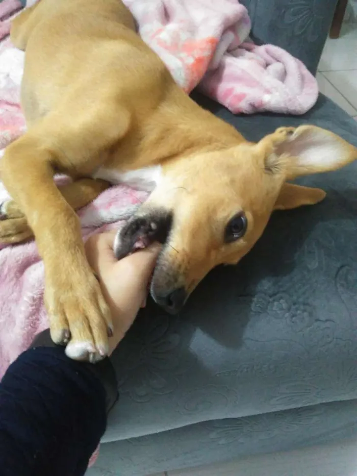 Cachorro ra a Viralatinha  idade  nome Mel 
