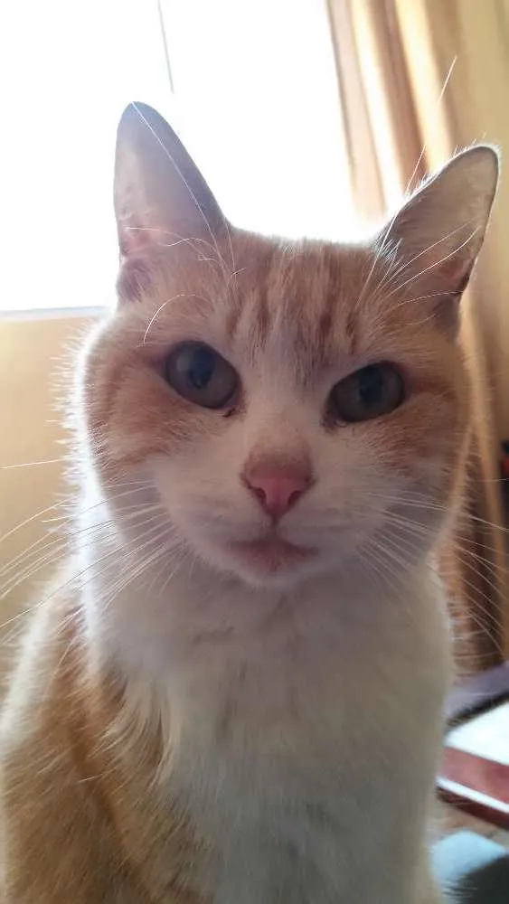 Gato ra a Sem definição  idade 2 anos nome Mel