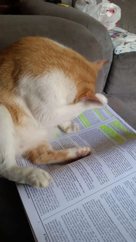 Gato ra a Sem definição  idade 2 anos nome Mel