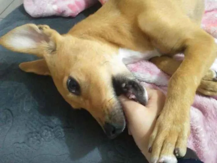 Cachorro ra a Viralatinha  idade  nome Mel 