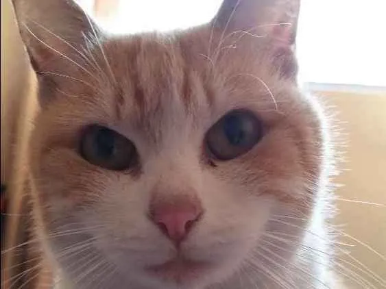 Gato ra a Sem definição  idade 2 anos nome Mel