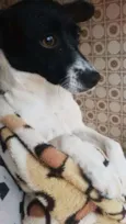 Cacau
