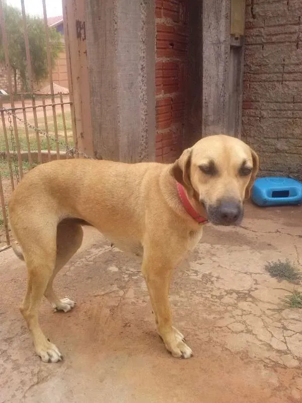 Cachorro ra a indefinida idade 3 anos nome lessie