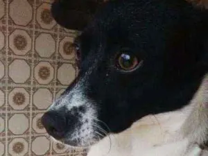 Cachorro raça Vira lata idade 7 a 11 meses nome Cacau