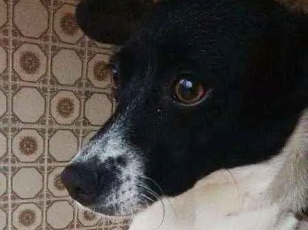 Cachorro ra a Vira lata idade 7 a 11 meses nome Cacau