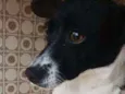 Cacau