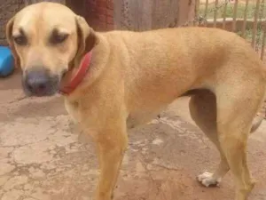 Cachorro raça indefinida idade 3 anos nome lessie