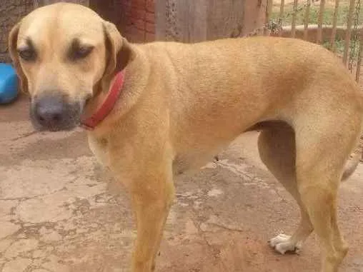 Cachorro ra a indefinida idade 3 anos nome lessie