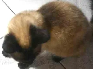 Gato raça Siamês idade 7 a 11 meses nome Rosa, miau, branquin
