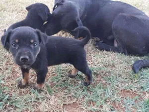 Cachorro raça Sem raça definida idade 2 anos nome Pretinha