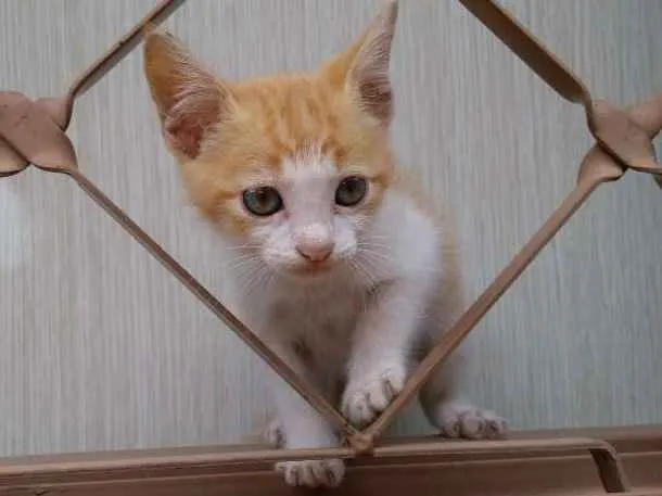 Gato ra a Sem raça idade 2 a 6 meses nome Não tem nome 