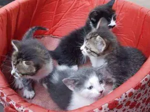 Gato raça vira-lata idade Abaixo de 2 meses nome ADOTE UM GATINHO 