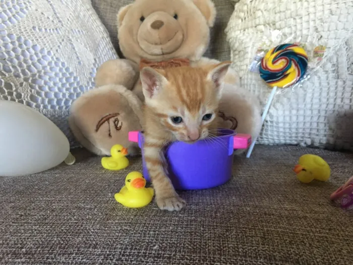 Gato ra a Sem raça definida  idade Abaixo de 2 meses nome Filhotes sem nome