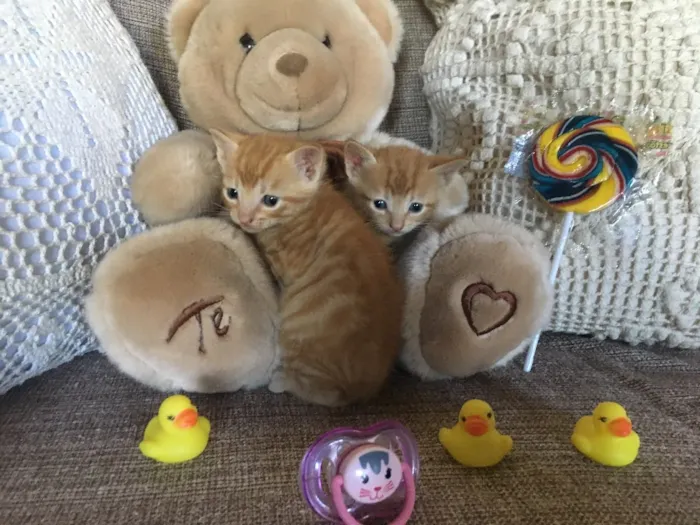 Gato ra a Sem raça definida  idade Abaixo de 2 meses nome Filhotes sem nome