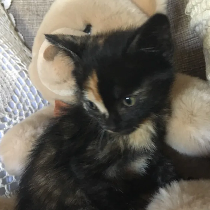 Gato ra a Sem raça definida  idade Abaixo de 2 meses nome Filhotes sem nome