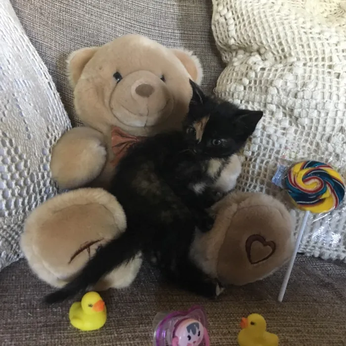 Gato ra a Sem raça definida  idade Abaixo de 2 meses nome Filhotes sem nome