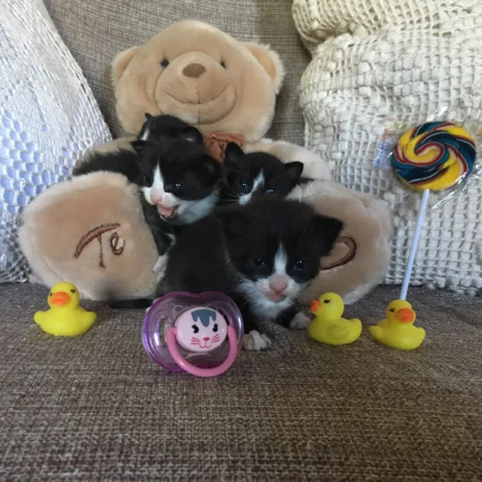 Gato ra a Sem raça definida  idade Abaixo de 2 meses nome Filhotes sem nome