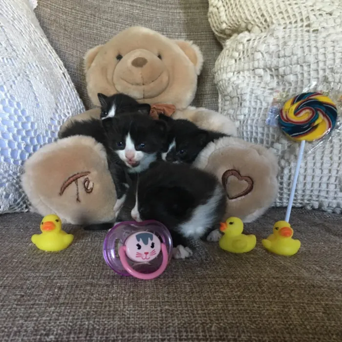 Gato ra a Sem raça definida  idade Abaixo de 2 meses nome Filhotes sem nome