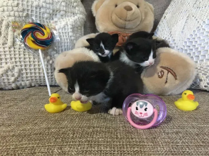 Gato ra a Sem raça definida  idade Abaixo de 2 meses nome Filhotes sem nome