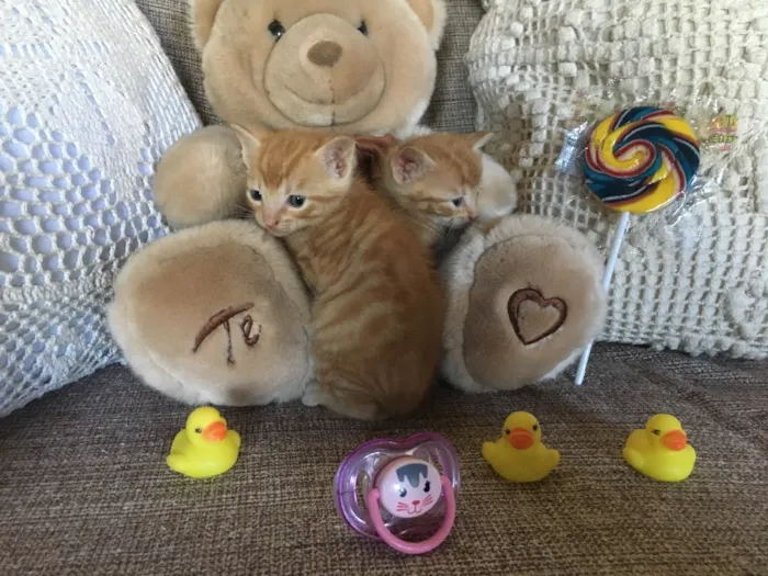 Gato ra a Sem raça definida  idade Abaixo de 2 meses nome Filhotes sem nome