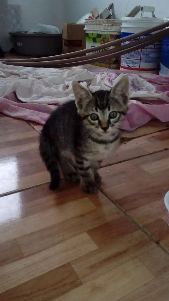 Gato ra a  idade 2 a 6 meses nome Malhado