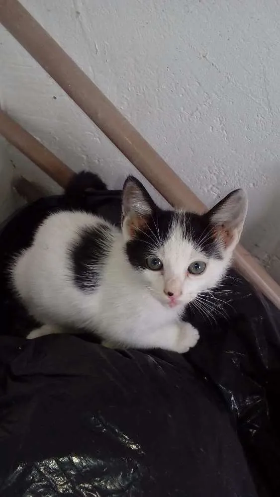 Gato ra a  idade 2 a 6 meses nome Vaquinha