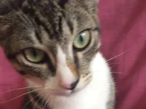 Gato raça Vira-lata  idade 2 a 6 meses nome Feminha