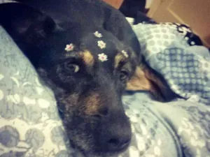 Cachorro raça Indefinida idade 5 anos nome Rubi