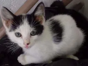 Gato raça  idade 2 a 6 meses nome Vaquinha