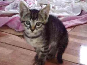 Gato raça  idade 2 a 6 meses nome Malhado