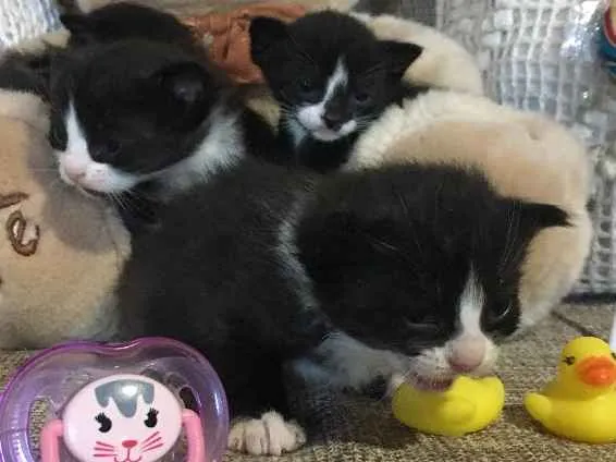 Gato ra a Sem raça definida  idade Abaixo de 2 meses nome Filhotes sem nome
