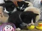 Gato raça Sem raça definida  idade Abaixo de 2 meses nome Filhotes sem nome