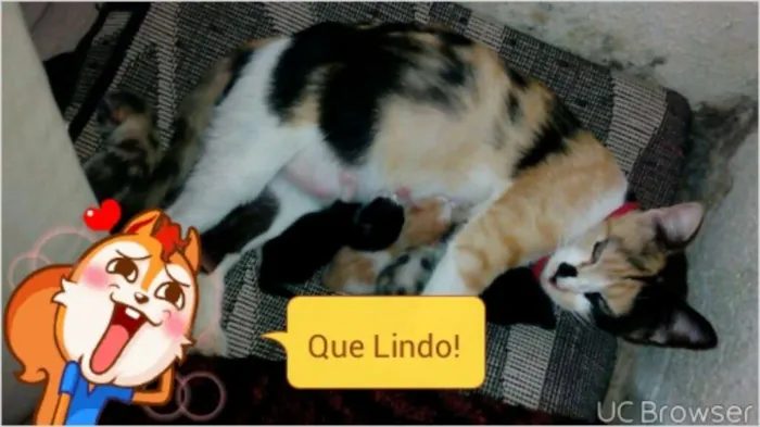 Gato ra a vira lata idade 1 ano nome Princesa