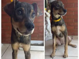 Cachorro raça Vira Lata idade 1 ano nome Joana