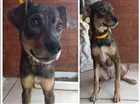 Cachorro raça Vira Lata idade 1 ano nome Joana